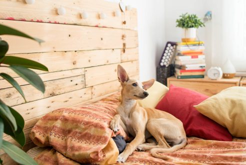 Pet-Friendly Properties: A Guide to Finding Your Perfect Home for You and Your Furry Companions